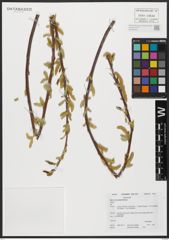 Foto von Salix acmophylla Boiss.